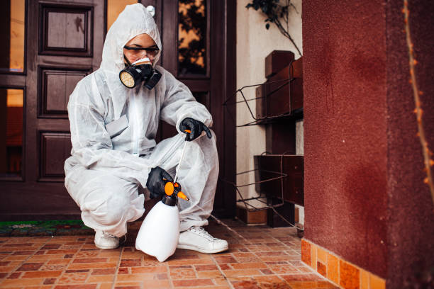 Attic and Crawl Space Rodent Treatment in Lemon Grove