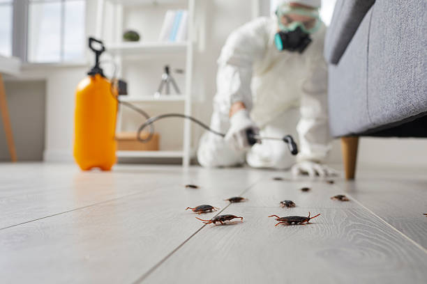 Commercial Rodent Management in Lemon Grove